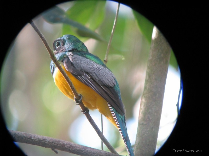 Sirena bird